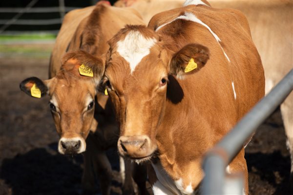 PEDIGREE GUERNSEY COWS